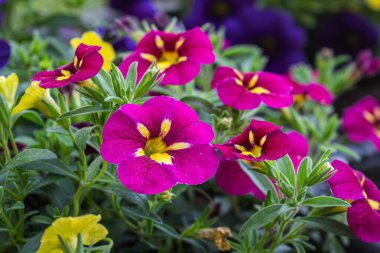 Güzel çiçek açan petunya çiçeklerinin yakın plan fotoğrafı.