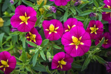 Güzel çiçek açan petunya çiçeklerinin yakın plan fotoğrafı.