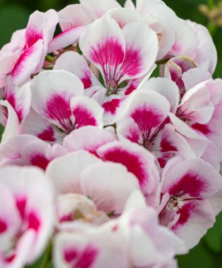 Güzel kırmızı sardunya çiçeklerinin yakın plan fotoğrafı.