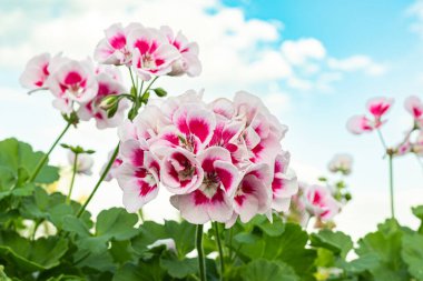 Güzel kırmızı sardunya çiçeklerinin yakın plan fotoğrafı.