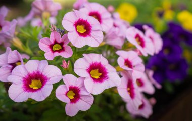 Güzel çiçek açan pembe ve mor petunya çiçeklerinin yakın plan fotoğrafı.