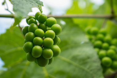 Sarmaşıkta yetişen olgunlaşmamış üzümlerin yakın çekimi. Vitaminler ve diyet gıda konsepti.