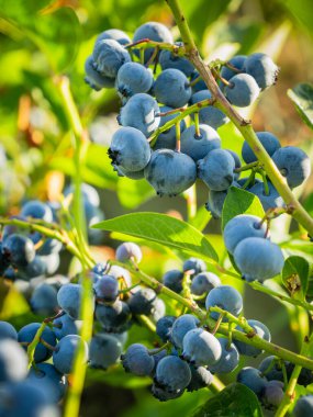 Bir dalda yetişen taze ve sulu yaban mersinleri. Yakın plan çekim. Organik yiyecekler. Vitamin dolu. Sağlıklı beslenme.
