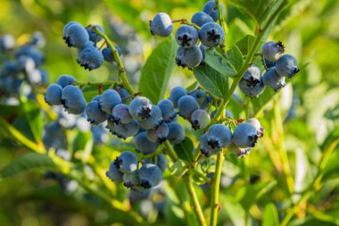 Bir dalda yetişen taze ve sulu yaban mersinleri. Yakın plan çekim. Organik yiyecekler. Vitamin dolu. Sağlıklı beslenme.