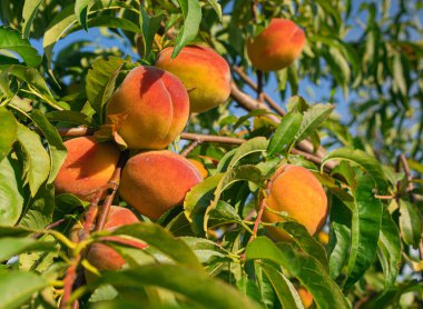 Şeftali dalında taze ve sulu şeftali. Yakın plan çekim. Hasat için hazır 