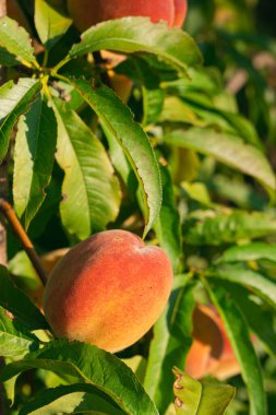 Şeftali dalında taze ve sulu şeftali. Yakın plan çekim. Hasat için hazır 