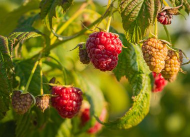 Taze ve sulu yabani ahududu dalda olgunlaşır. Yakın çekim..
