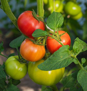 Taze ve sulu domatesler bir seranın dalında olgunlaşır. Yakın çekim..