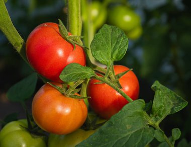 Taze ve sulu domatesler bir seranın dalında olgunlaşır. Yakın çekim..