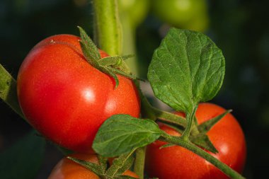 Taze ve sulu domatesler bir seranın dalında olgunlaşır. Yakın çekim..