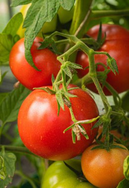 Taze ve sulu domatesler bir seranın dalında olgunlaşır. Yakın çekim..