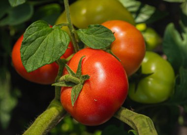 Taze ve sulu domatesler bir seranın dalında olgunlaşır. Yakın çekim..