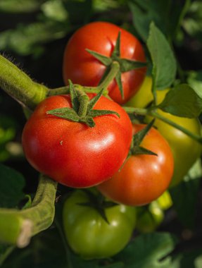 Taze ve sulu domatesler bir seranın dalında olgunlaşır. Yakın çekim..