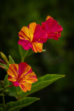 Güzel çiçek açan Mirabilis Jalapa 'nın ya da Saat Dört Çiçekleri' nin yakın plan fotoğrafı. Peru Mucizesi.