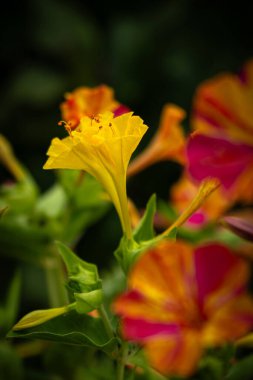 Closeup photo of beautiful blooming Mirabilis Jalapa or Four o Clock Flowers. Marvel of Peru. clipart