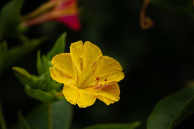 Güzel çiçek açan Mirabilis Jalapa 'nın ya da Saat Dört Çiçekleri' nin yakın plan fotoğrafı. Peru Mucizesi.