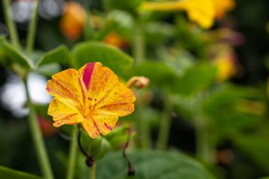 Güzel çiçek açan Mirabilis Jalapa 'nın ya da Saat Dört Çiçekleri' nin yakın plan fotoğrafı. Peru Mucizesi.