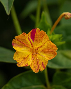 Güzel çiçek açan Mirabilis Jalapa 'nın ya da Saat Dört Çiçekleri' nin yakın plan fotoğrafı. Peru Mucizesi.