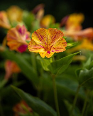 Closeup photo of beautiful blooming Mirabilis Jalapa or Four o Clock Flowers. Marvel of Peru. clipart