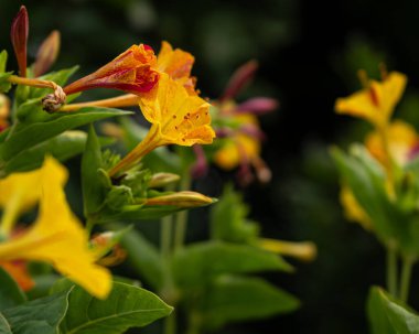 Güzel çiçek açan Mirabilis Jalapa 'nın ya da Saat Dört Çiçekleri' nin yakın plan fotoğrafı. Peru Mucizesi.