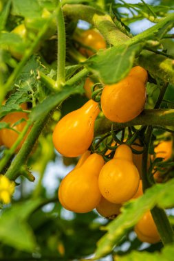 taze ve sulu sarı kiraz domatesleri bir seranın dalında yetişiyor. Yakın çekim..