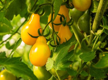 taze ve sulu sarı kiraz domatesleri bir seranın dalında yetişiyor. Yakın çekim..
