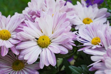 Pembe kasımpatı çiçekleri. Yakın plan fotoğraf..