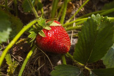 Tarlada taze ve sulu çilekler yetişiyor. Yakın çekim..