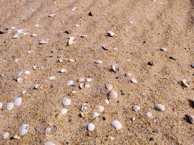Deniz kabukları, Baltık Denizi sahilindeki sarı kumların arka planına karşı.