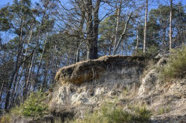 Uçurumun üzerinde büyüyen ağaçlar