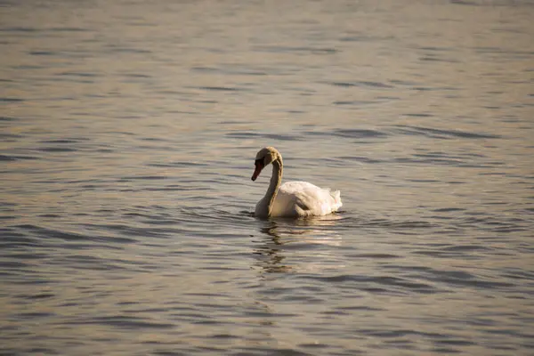 Белый Лебедь Плавает Море Закате — стоковое фото