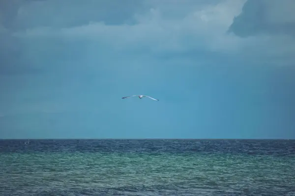 Gaivota Voando Sobre Mar Com Asas Estendidas Para Lados — Fotografia de Stock
