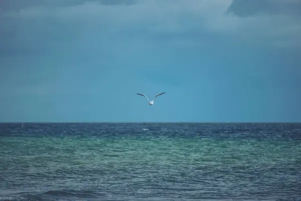 Чайка Летит Над Морем Поднятыми Крыльями — стоковое фото