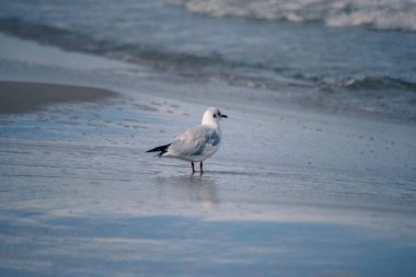 Gri martı deniz kıyısındaki sahilde duruyor.