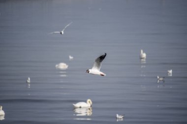 Martılar yüzen kuğular ve diğer martılarla denizin üzerinde uçuyor.