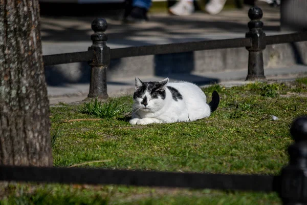 Eine Weiße Katze Mit Schwarzen Flecken Liegt Einem Sonnigen Tag — Stockfoto