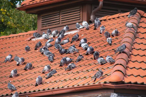 Troupeau Pigeons Assis Sur Vieux Toit Recouvert Tuiles Rouges Vintage — Photo