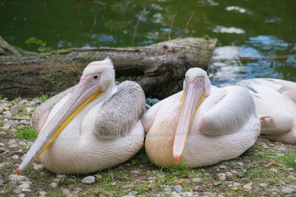 Zwei Rosa Pelikane Sitzen Ufer Mit Steinen Und Gras Der — Stockfoto