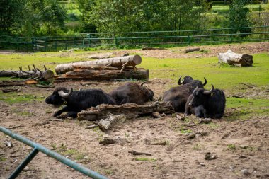Su bufalosu hayvanat bahçesinde, hayvan ağılında yerde yatıyor.
