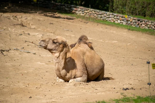 Dromedary Camel, güneşli bir günde hayvanat bahçesinde bir hayvan kafesinde yerde yatıyor.