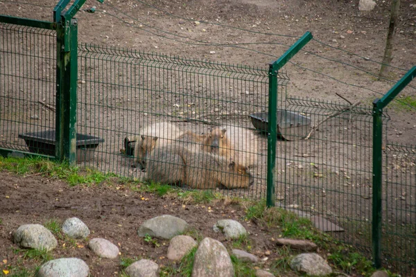 Capybara Slaapt Een Dierenverblijf Dierentuin Achter Een Groen Hek — Stockfoto