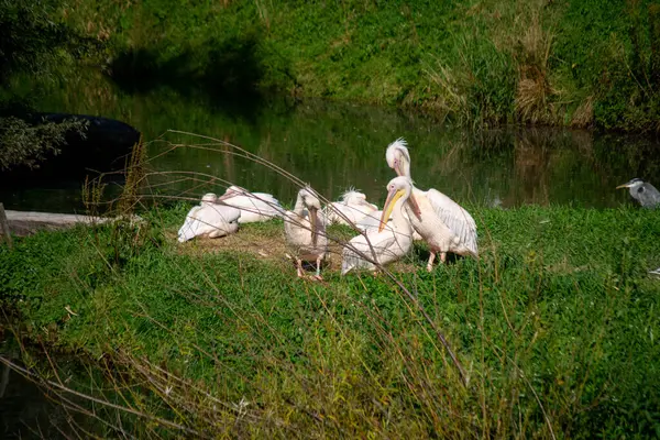 Grande Pelicano Branco Estão Aviário Pássaro Zoológico Dia Ensolarado — Fotografia de Stock