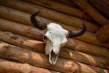 Odunlardan yapılmış ahşap bir binanın duvarında boynuzları asılı büyük bir kafatası.