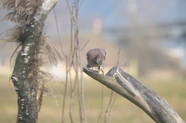 Fauna selvatica Capanno Nisida