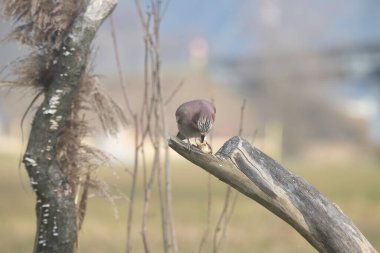 Fauna selvatica Capanno Nisida 