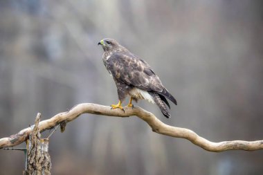 Photoshoot oturumu sırasında uçan kuşları fotoğraflamak