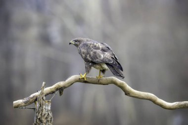Photoshoot oturumu sırasında uçan kuşları fotoğraflamak