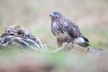 Photoshoot oturumu sırasında uçan kuşları fotoğraflamak