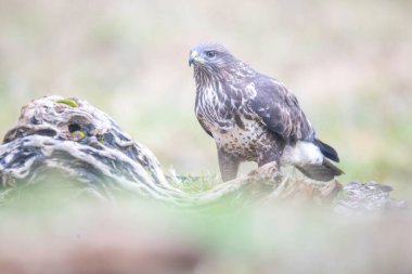 Photoshoot oturumu sırasında uçan kuşları fotoğraflamak