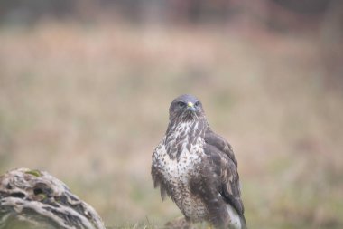 Ağaçkakan ve akbabayı beslerken kuşlar uçuyor.